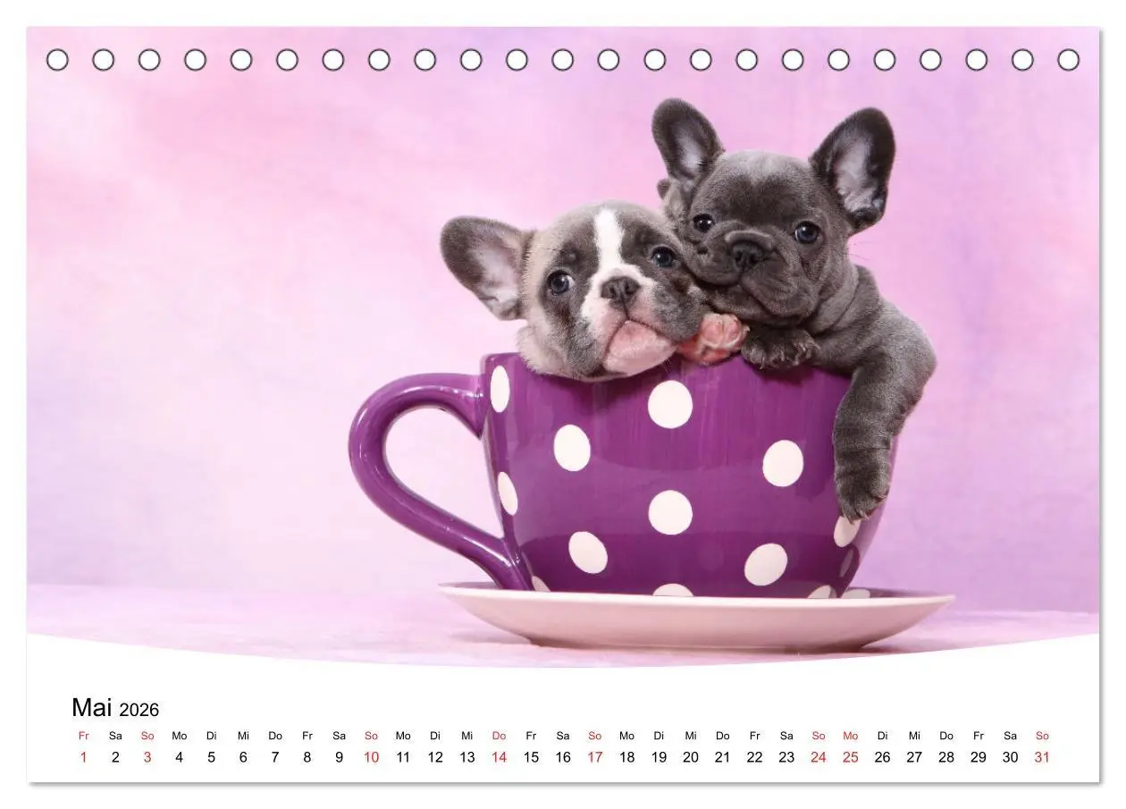 Bild: 9783457728505 | Bullys - Französische Bulldoggen 2026 (Tischkalender 2026 DIN A5...