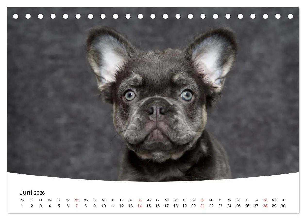 Bild: 9783457728505 | Bullys - Französische Bulldoggen 2026 (Tischkalender 2026 DIN A5...