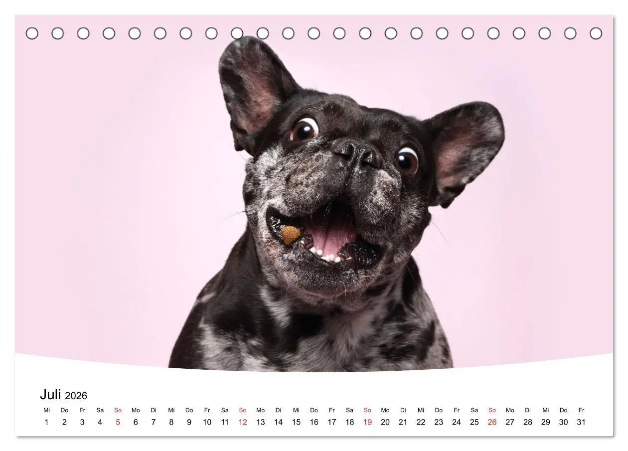 Bild: 9783457728505 | Bullys - Französische Bulldoggen 2026 (Tischkalender 2026 DIN A5...