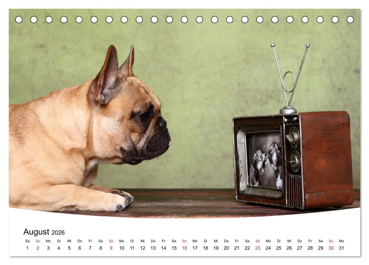 Bild: 9783457728505 | Bullys - Französische Bulldoggen 2026 (Tischkalender 2026 DIN A5...