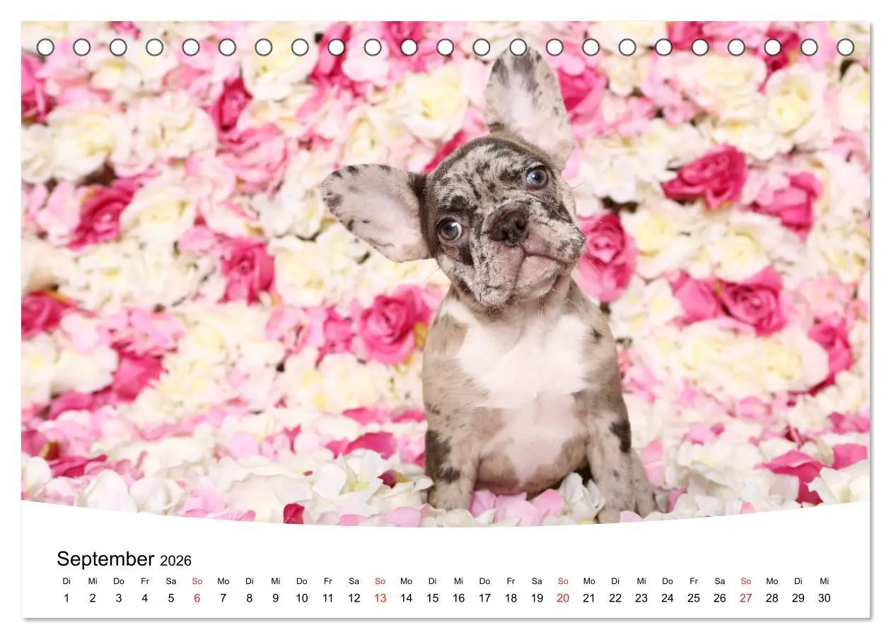 Bild: 9783457728505 | Bullys - Französische Bulldoggen 2026 (Tischkalender 2026 DIN A5...