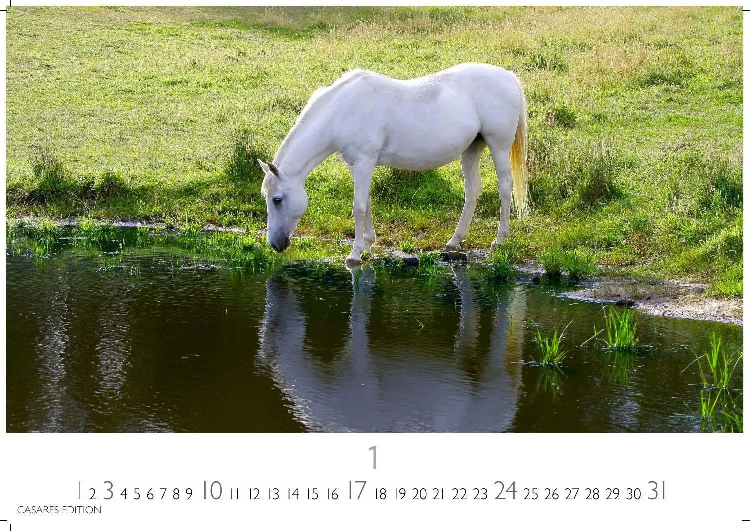 Bild: 9781835248805 | Pferde Kalender 2027 - Wandkalender Fotokalender Tierkalender...