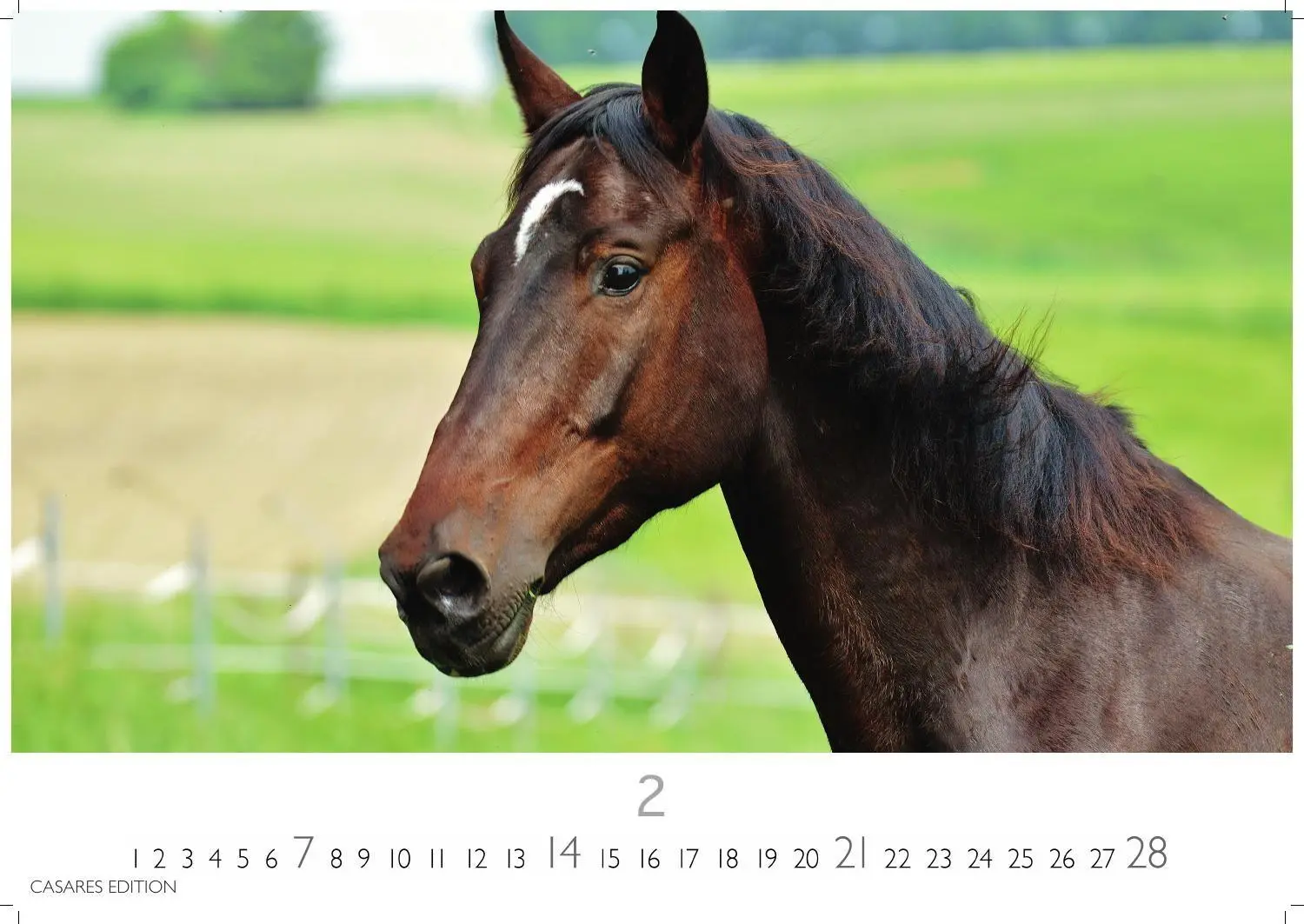 Bild: 9781835248805 | Pferde Kalender 2027 - Wandkalender Fotokalender Tierkalender...