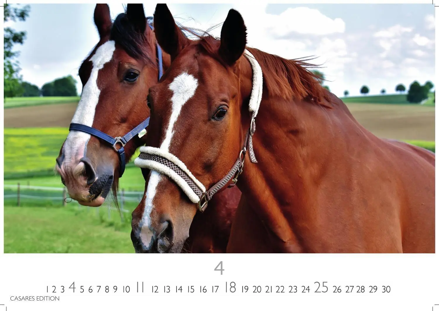 Bild: 9781835248805 | Pferde Kalender 2027 - Wandkalender Fotokalender Tierkalender...