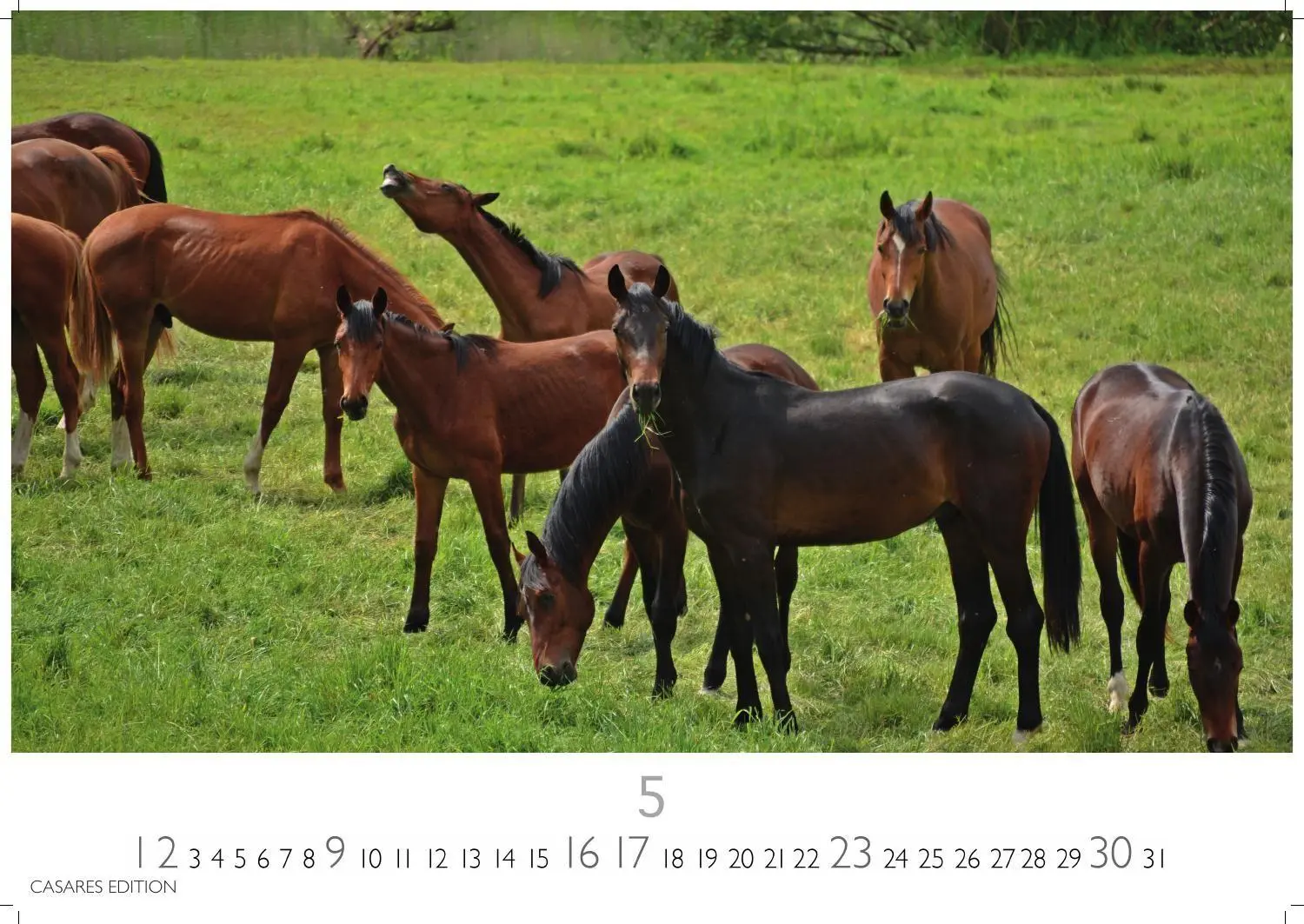 Bild: 9781835248805 | Pferde Kalender 2027 - Wandkalender Fotokalender Tierkalender...