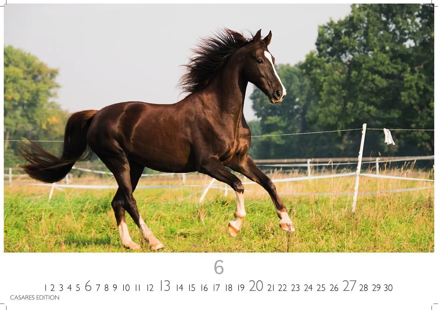 Bild: 9781835248805 | Pferde Kalender 2027 - Wandkalender Fotokalender Tierkalender...