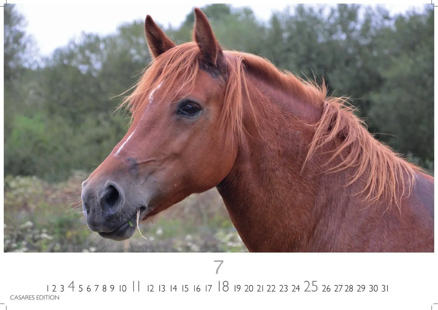 Bild: 9781835248805 | Pferde Kalender 2027 - Wandkalender Fotokalender Tierkalender...