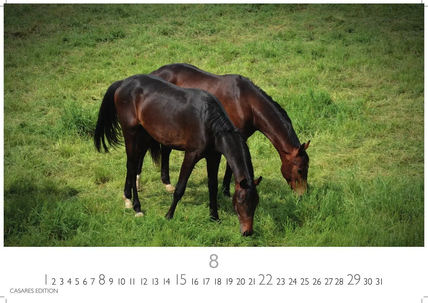 Bild: 9781835248805 | Pferde Kalender 2027 - Wandkalender Fotokalender Tierkalender...