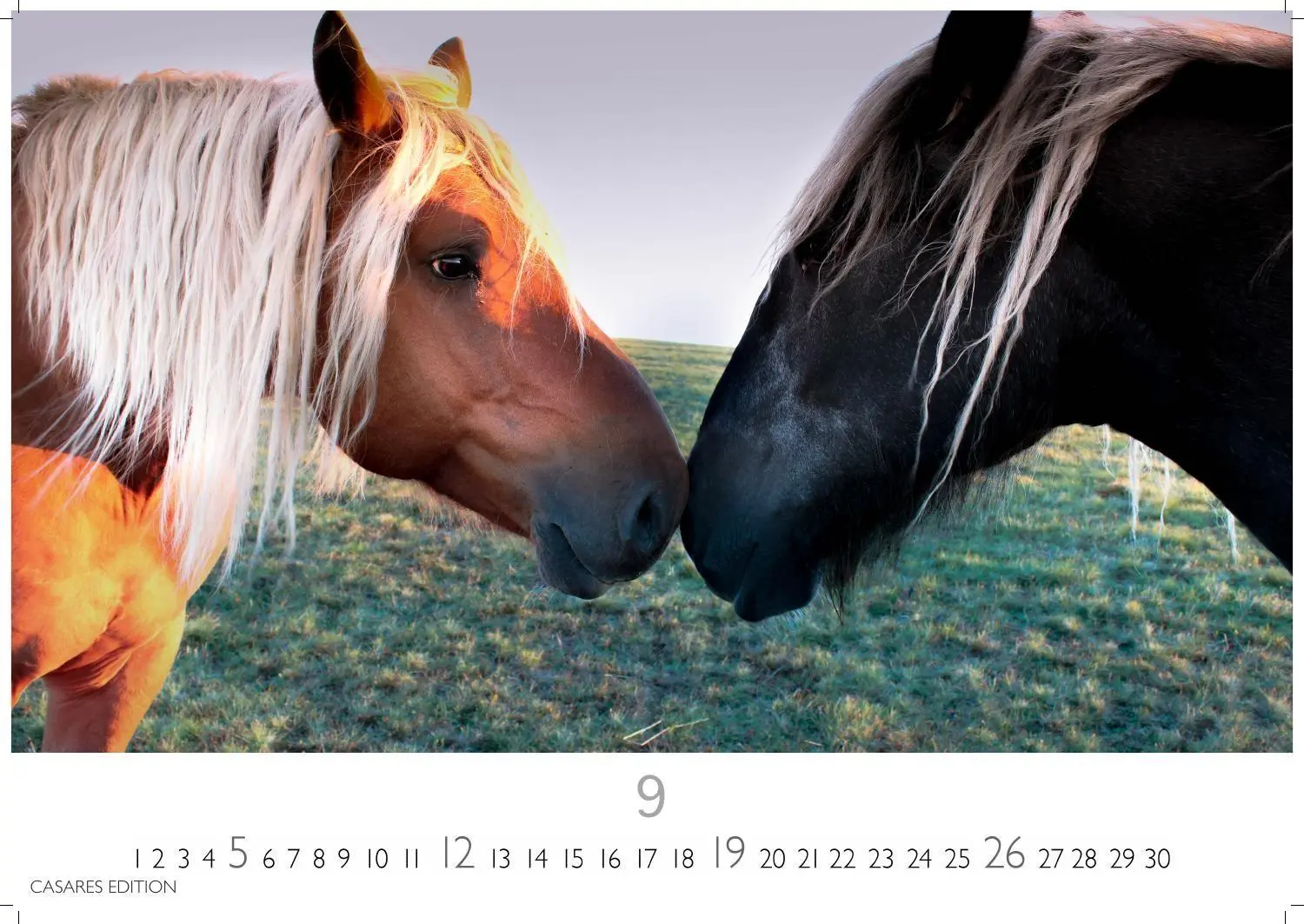 Bild: 9781835248805 | Pferde Kalender 2027 - Wandkalender Fotokalender Tierkalender...