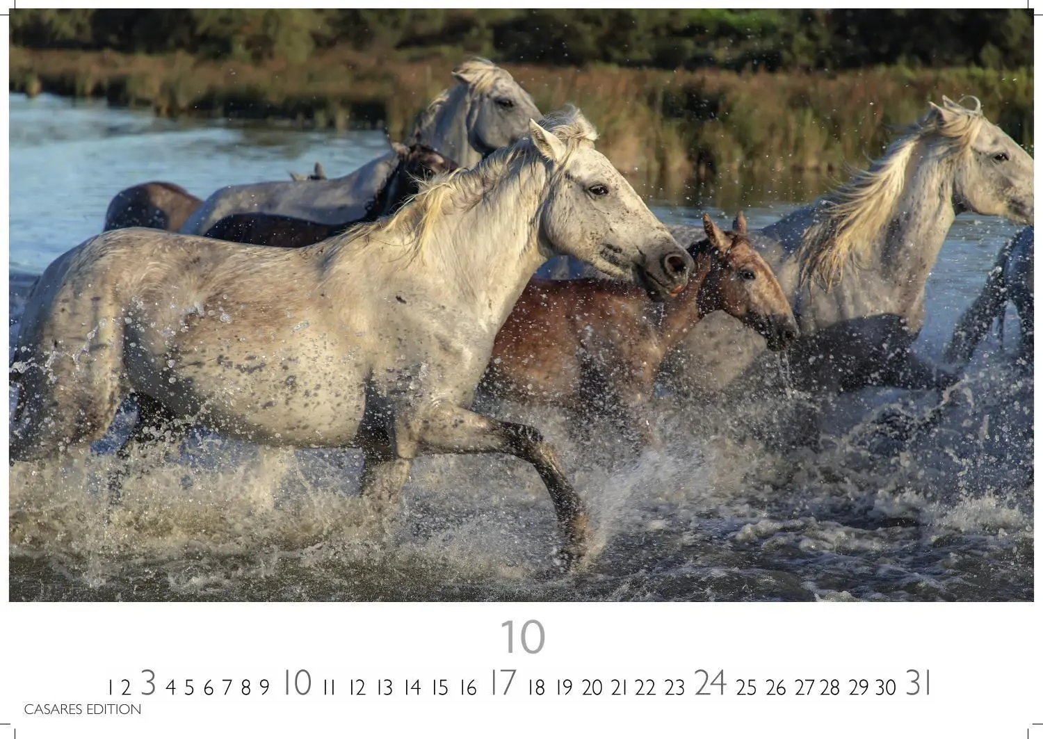Bild: 9781835248805 | Pferde Kalender 2027 - Wandkalender Fotokalender Tierkalender...