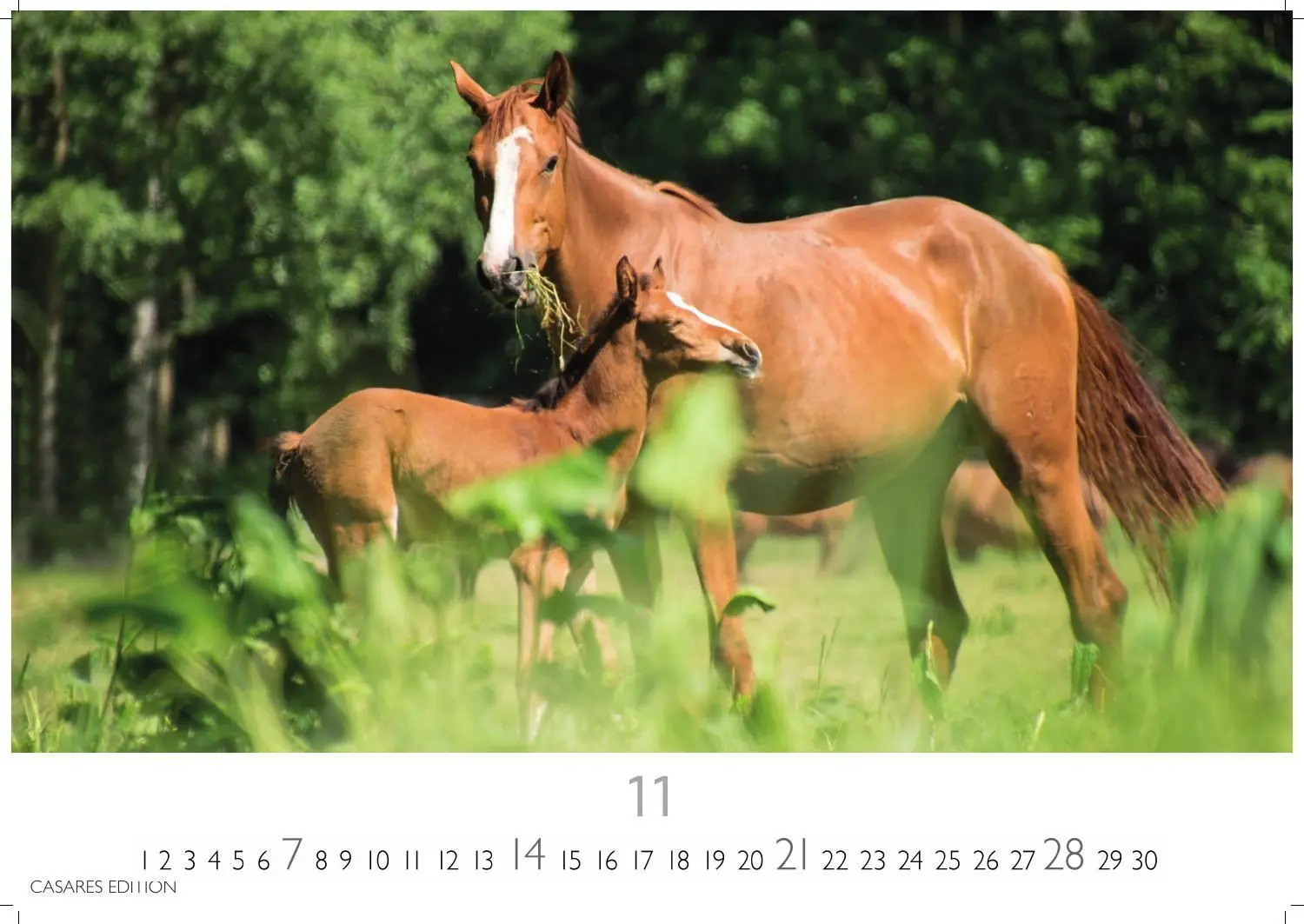 Bild: 9781835248805 | Pferde Kalender 2027 - Wandkalender Fotokalender Tierkalender...