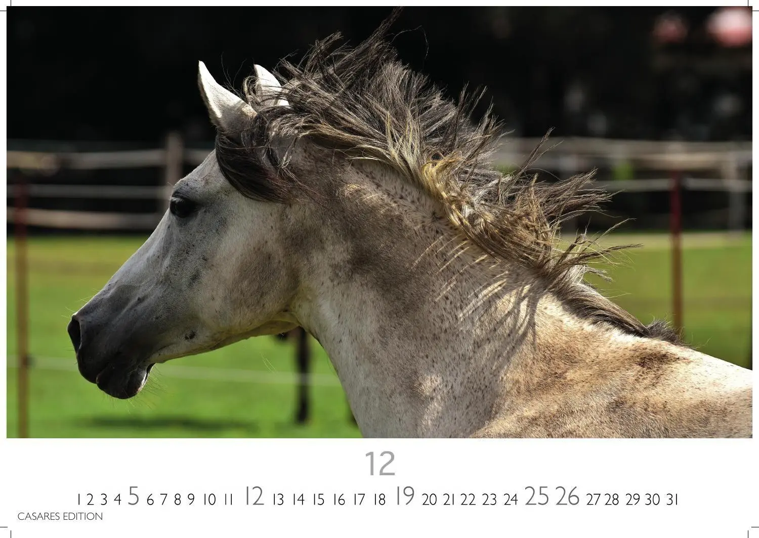 Bild: 9781835248805 | Pferde Kalender 2027 - Wandkalender Fotokalender Tierkalender...