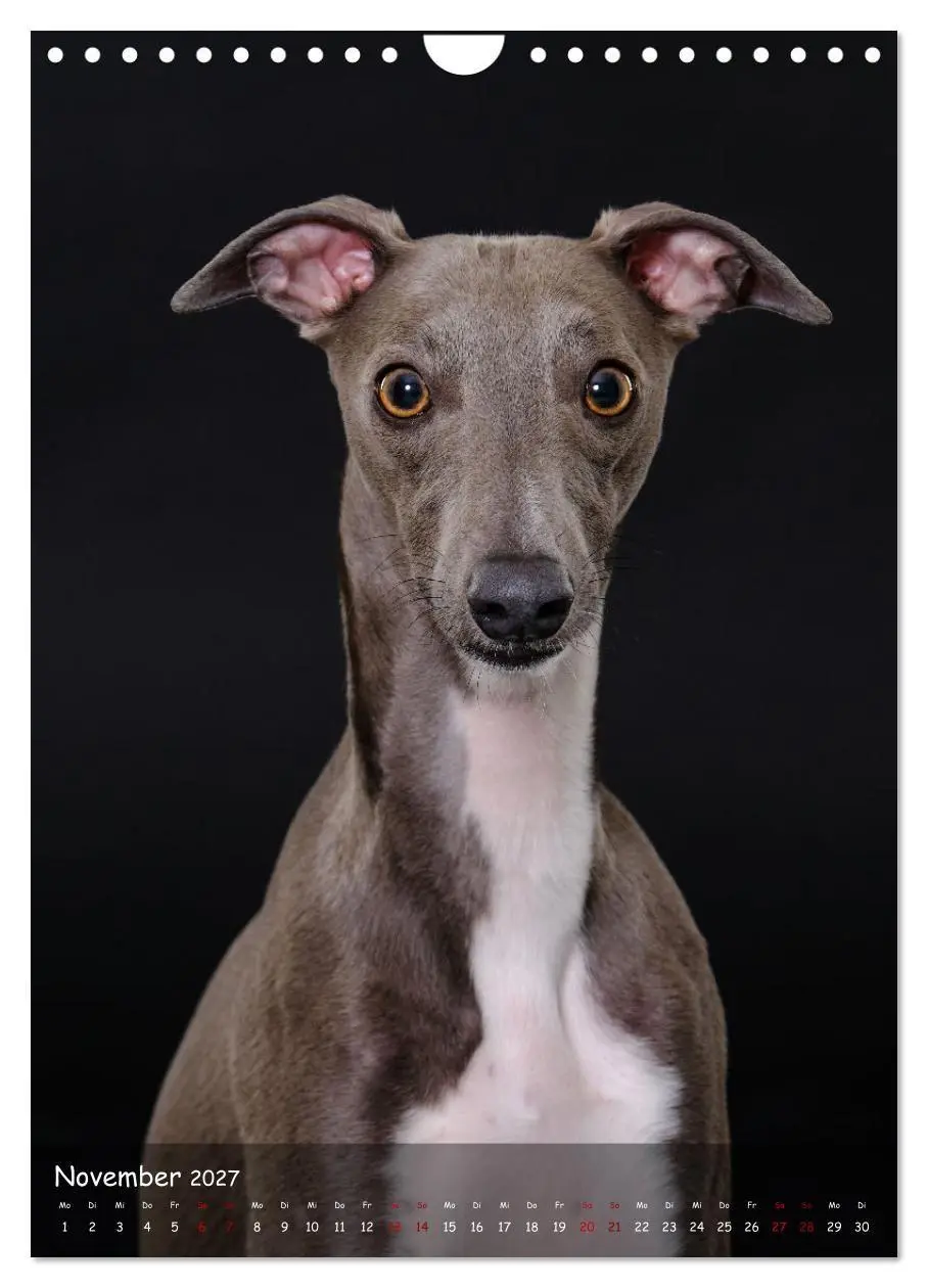 Bild: 9783569278905 | Whippets im Portrait (Wandkalender 2027 DIN A4 hoch), CALVENDO...