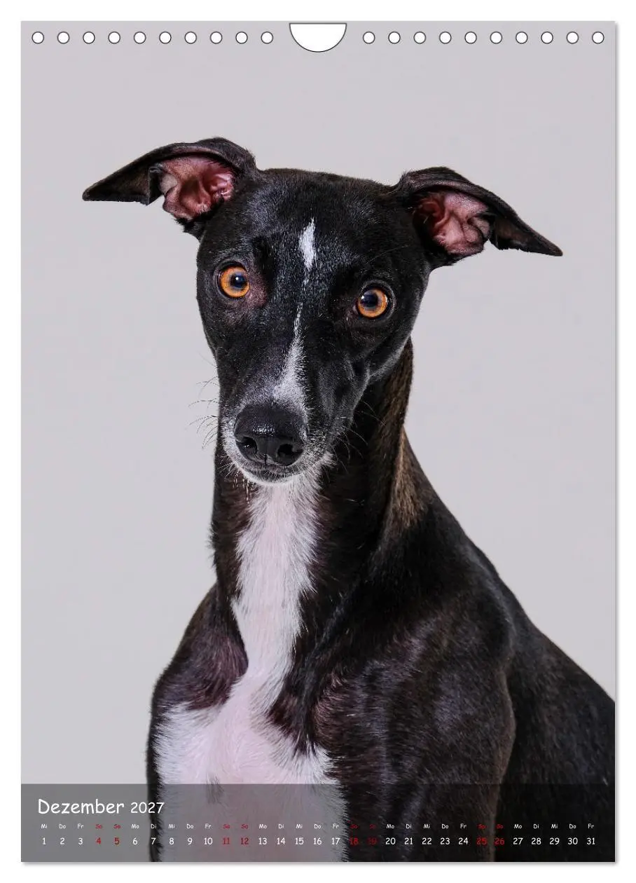 Bild: 9783569278905 | Whippets im Portrait (Wandkalender 2027 DIN A4 hoch), CALVENDO...