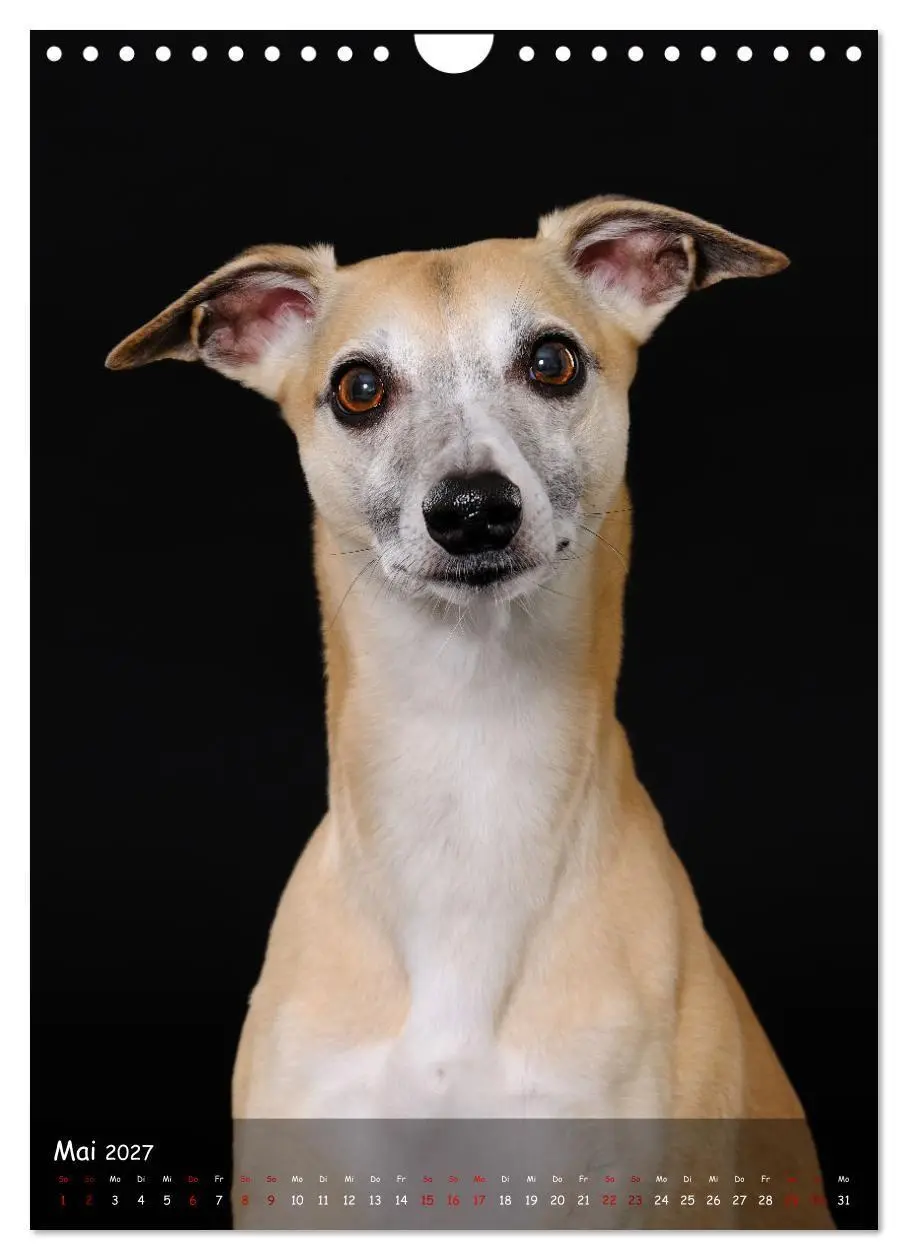 Bild: 9783569278905 | Whippets im Portrait (Wandkalender 2027 DIN A4 hoch), CALVENDO...