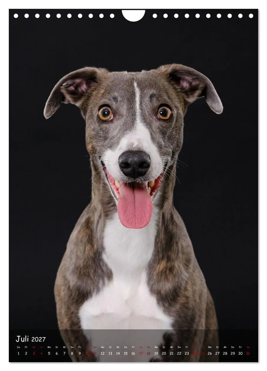 Bild: 9783569278905 | Whippets im Portrait (Wandkalender 2027 DIN A4 hoch), CALVENDO...