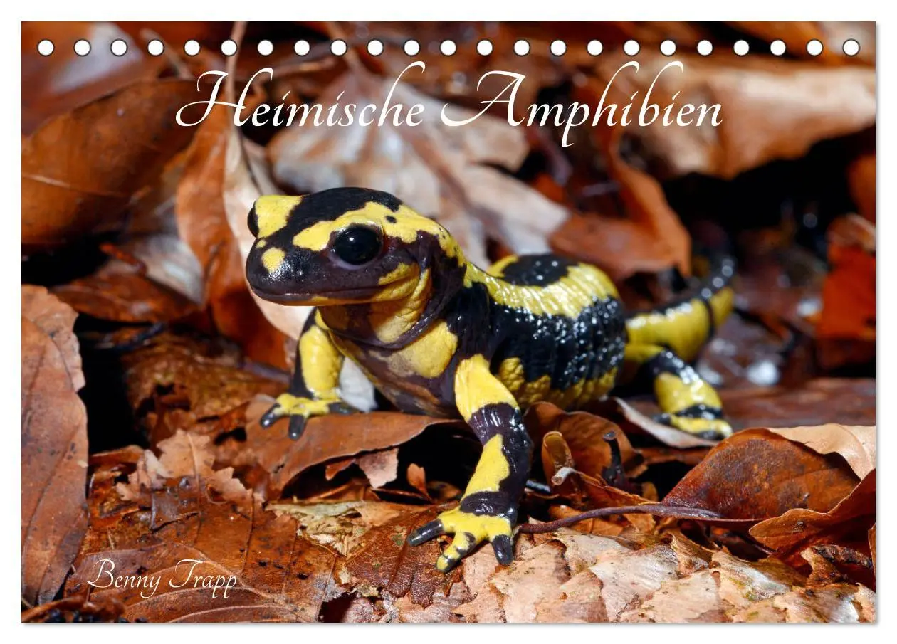 Cover: 9783457749005 | Heimische Amphibien (Tischkalender 2026 DIN A5 quer), CALVENDO...