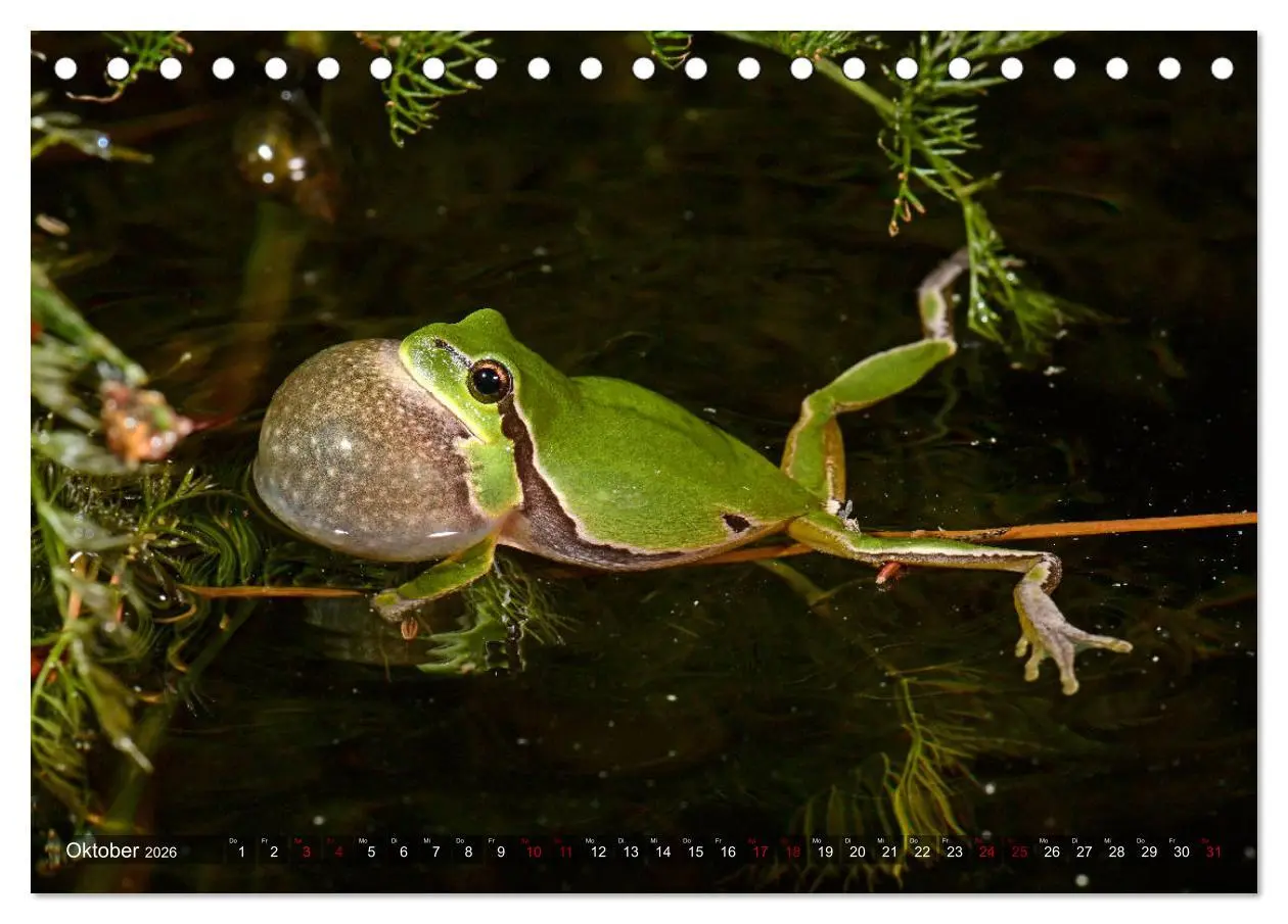 Bild: 9783457749005 | Heimische Amphibien (Tischkalender 2026 DIN A5 quer), CALVENDO...