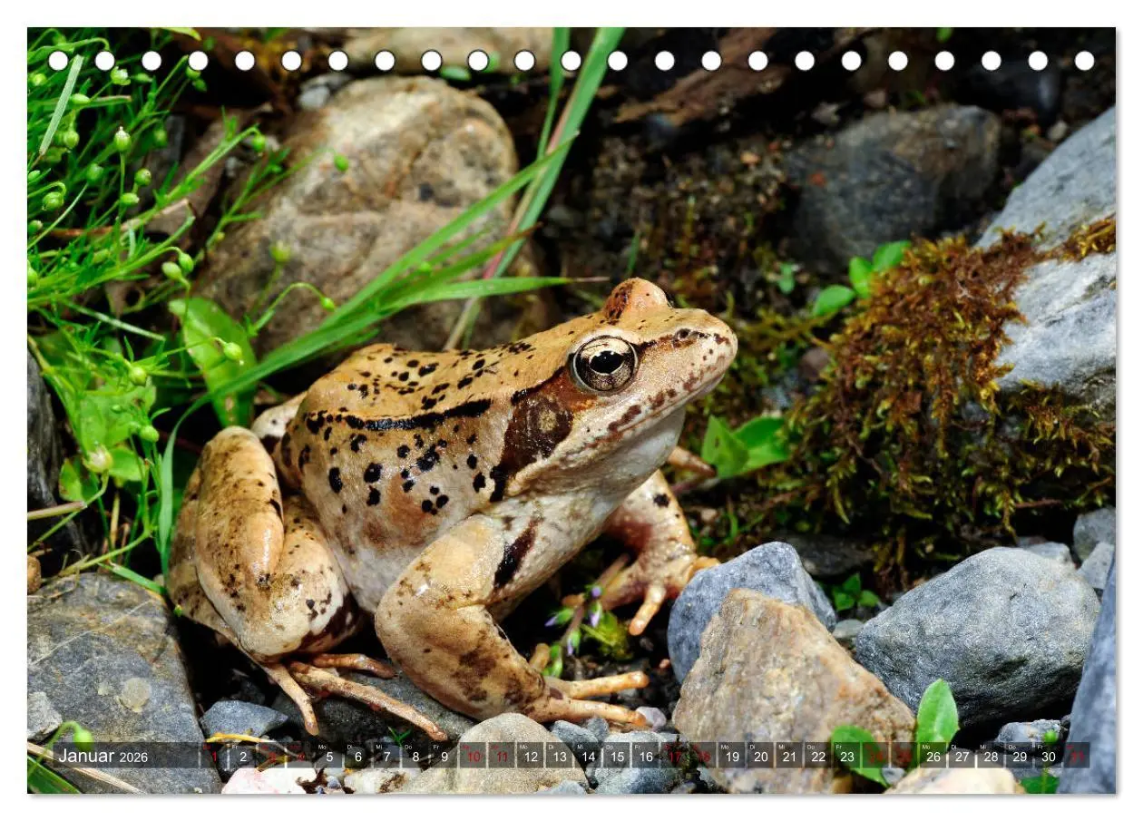 Bild: 9783457749005 | Heimische Amphibien (Tischkalender 2026 DIN A5 quer), CALVENDO...