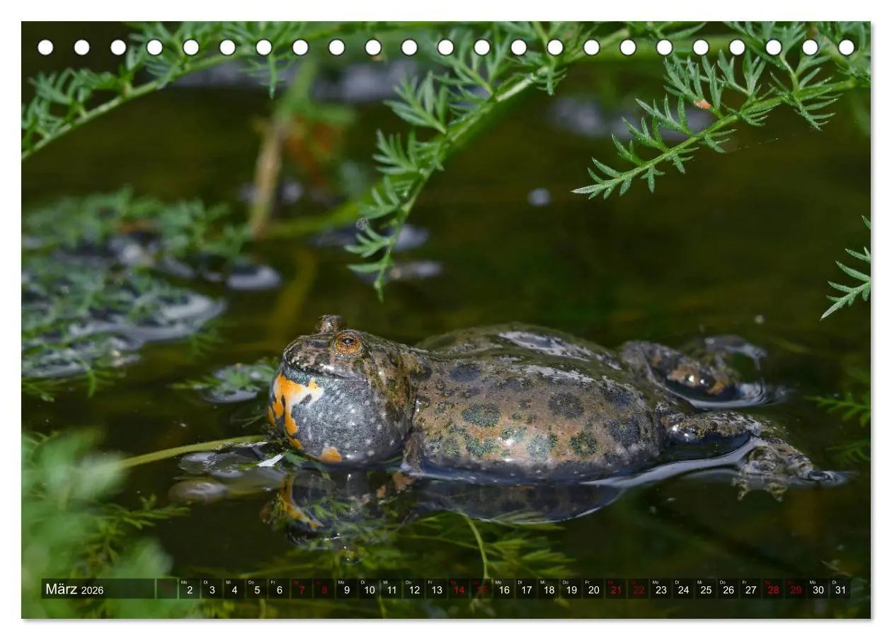 Bild: 9783457749005 | Heimische Amphibien (Tischkalender 2026 DIN A5 quer), CALVENDO...