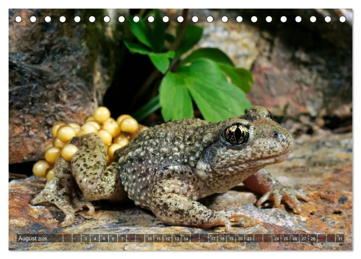 Bild: 9783457749005 | Heimische Amphibien (Tischkalender 2026 DIN A5 quer), CALVENDO...