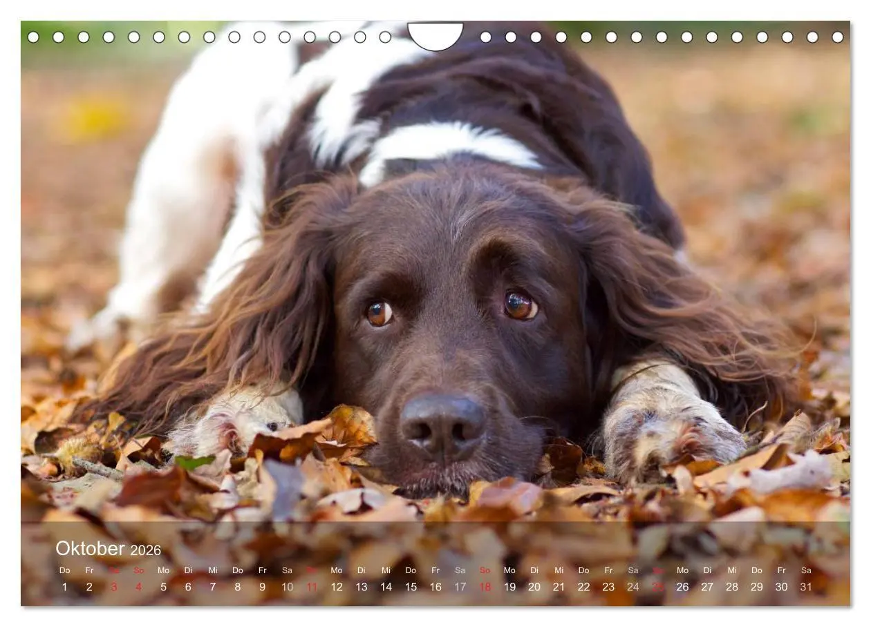 Bild: 9783516079005 | Kleiner Münsterländer Vorstehhund (Wandkalender 2026 DIN A4 quer),...