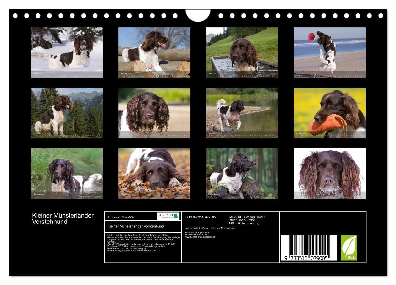 Bild: 9783516079005 | Kleiner Münsterländer Vorstehhund (Wandkalender 2026 DIN A4 quer),...