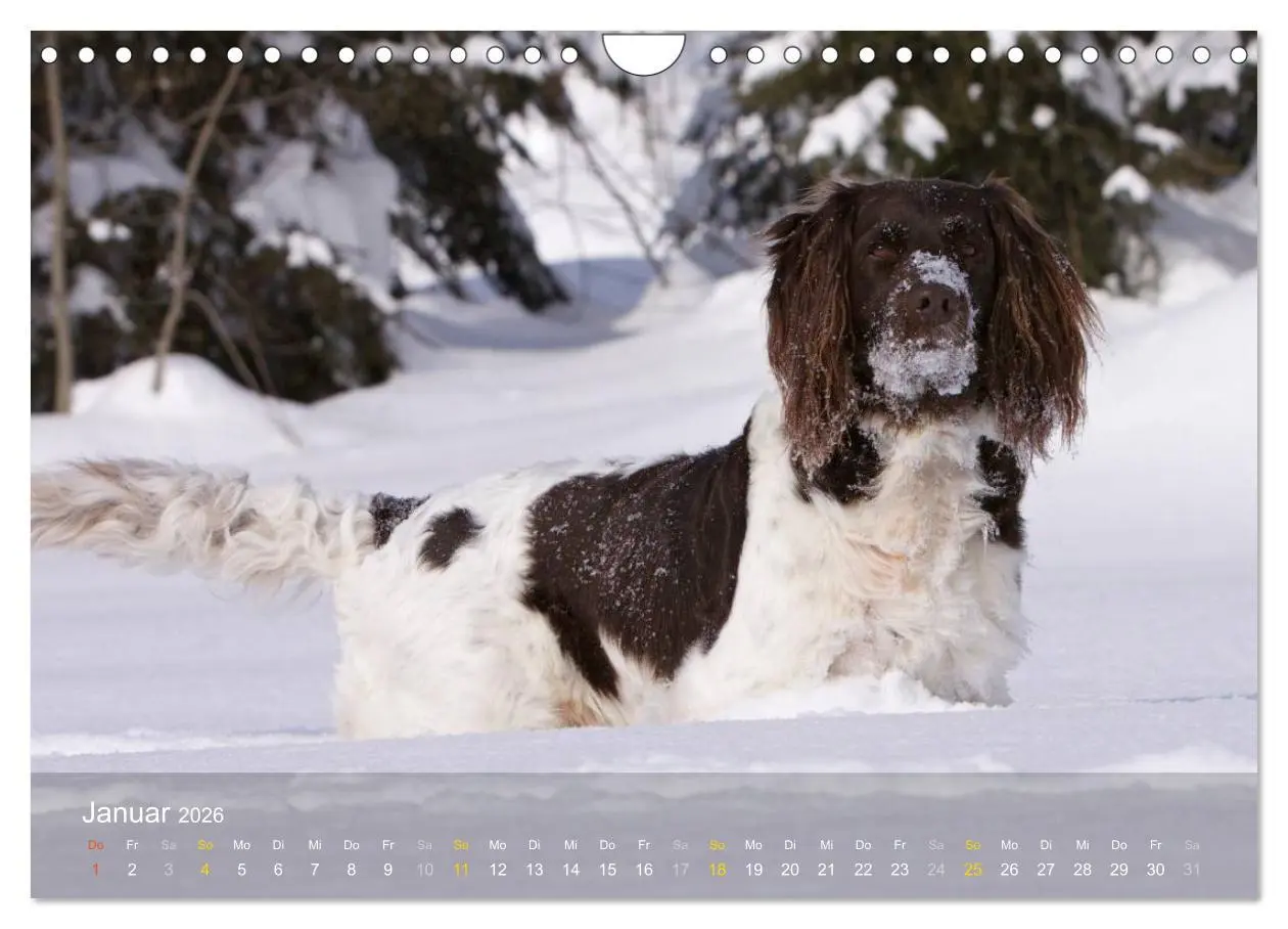 Bild: 9783516079005 | Kleiner Münsterländer Vorstehhund (Wandkalender 2026 DIN A4 quer),...