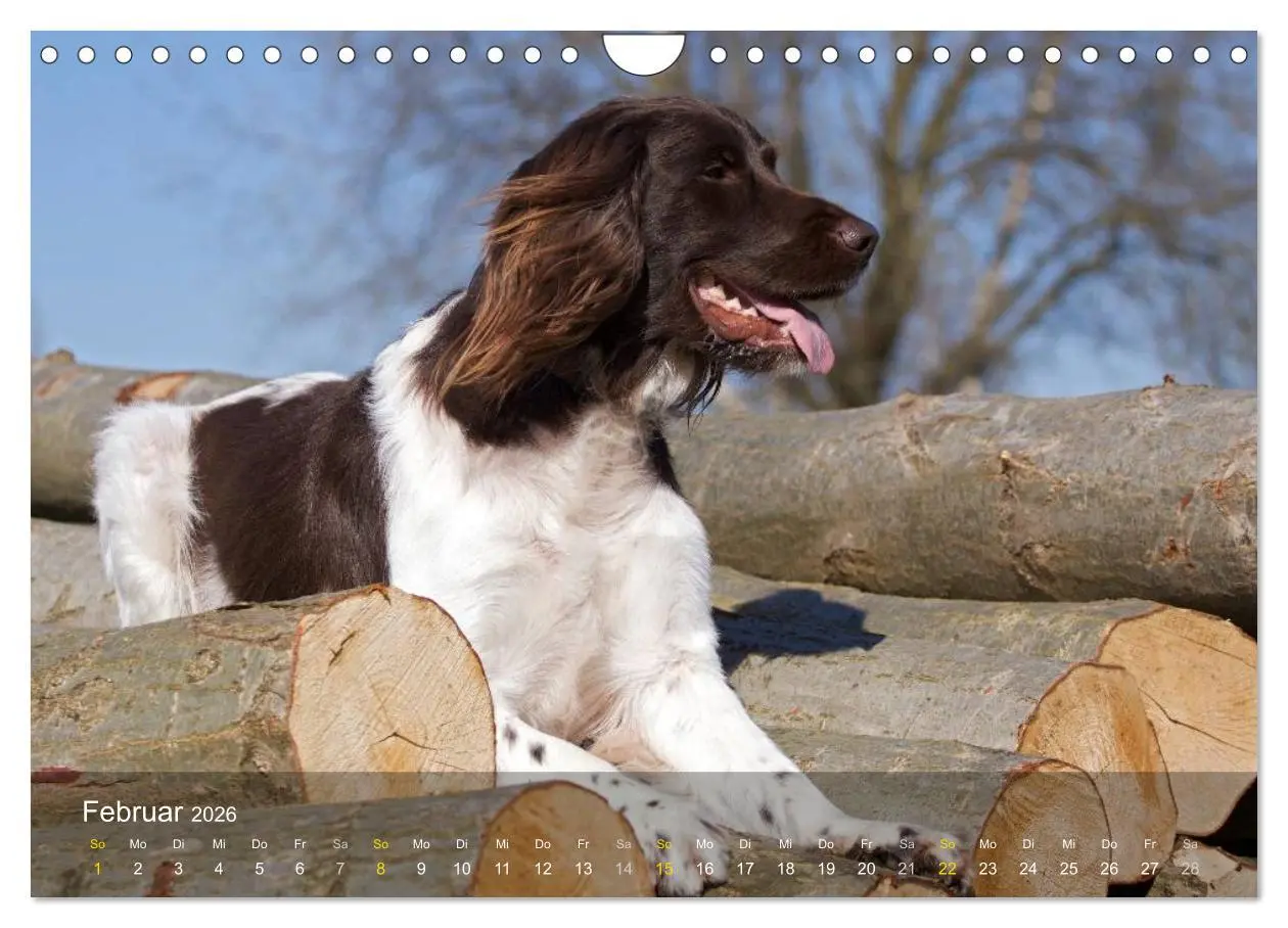 Bild: 9783516079005 | Kleiner Münsterländer Vorstehhund (Wandkalender 2026 DIN A4 quer),...