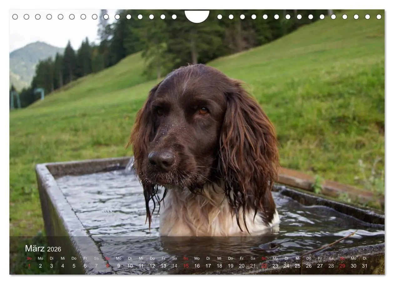 Bild: 9783516079005 | Kleiner Münsterländer Vorstehhund (Wandkalender 2026 DIN A4 quer),...