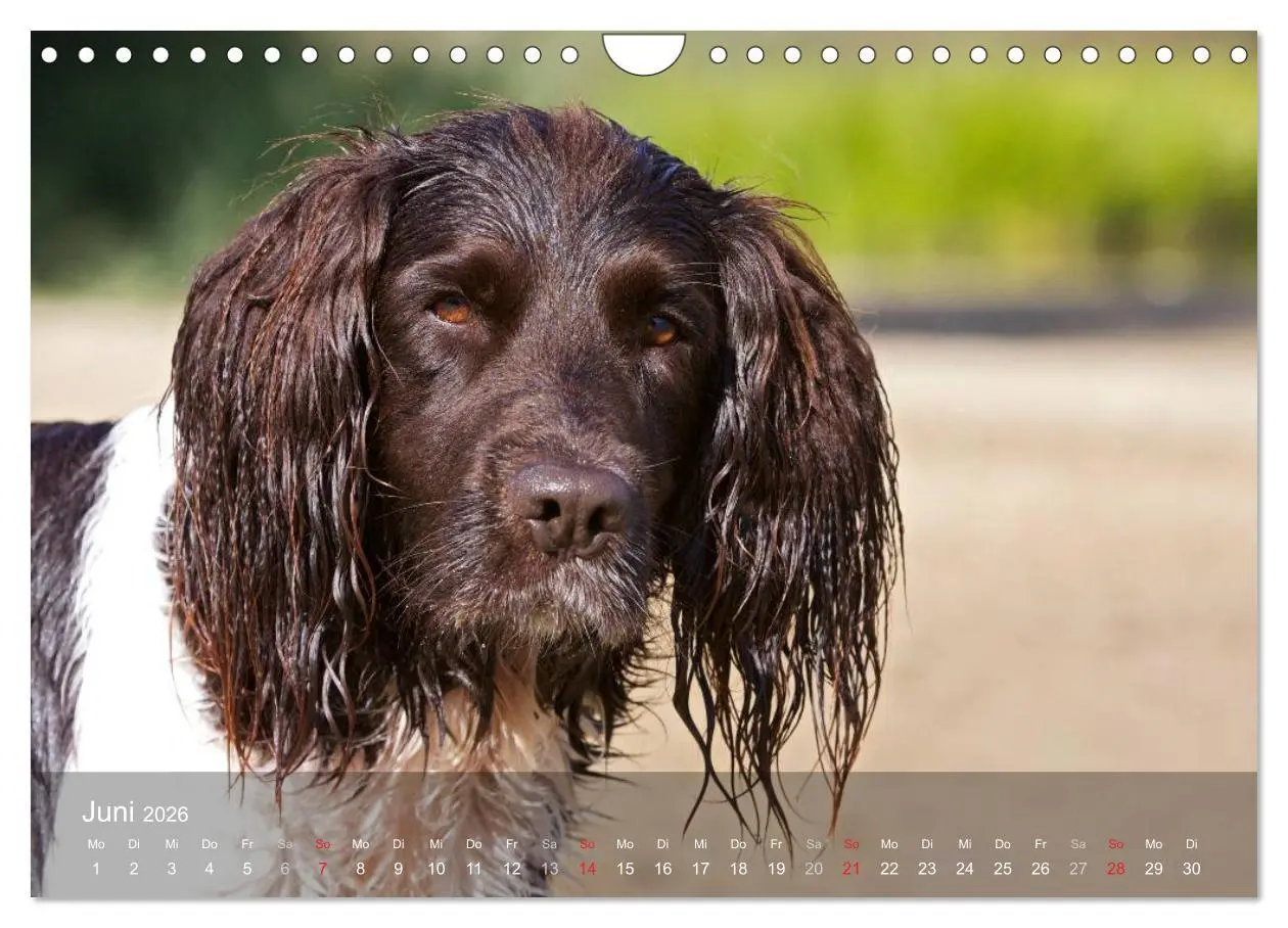 Bild: 9783516079005 | Kleiner Münsterländer Vorstehhund (Wandkalender 2026 DIN A4 quer),...