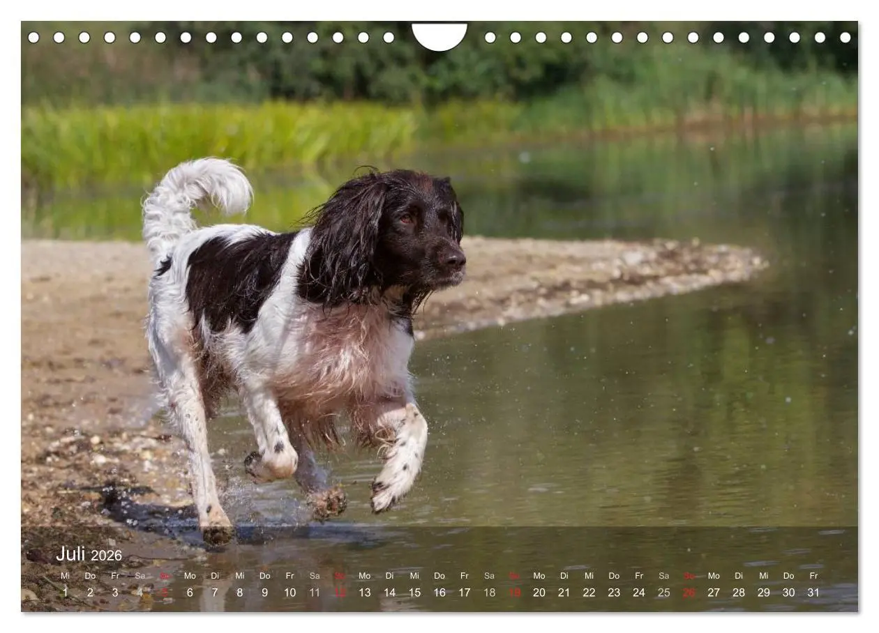 Bild: 9783516079005 | Kleiner Münsterländer Vorstehhund (Wandkalender 2026 DIN A4 quer),...