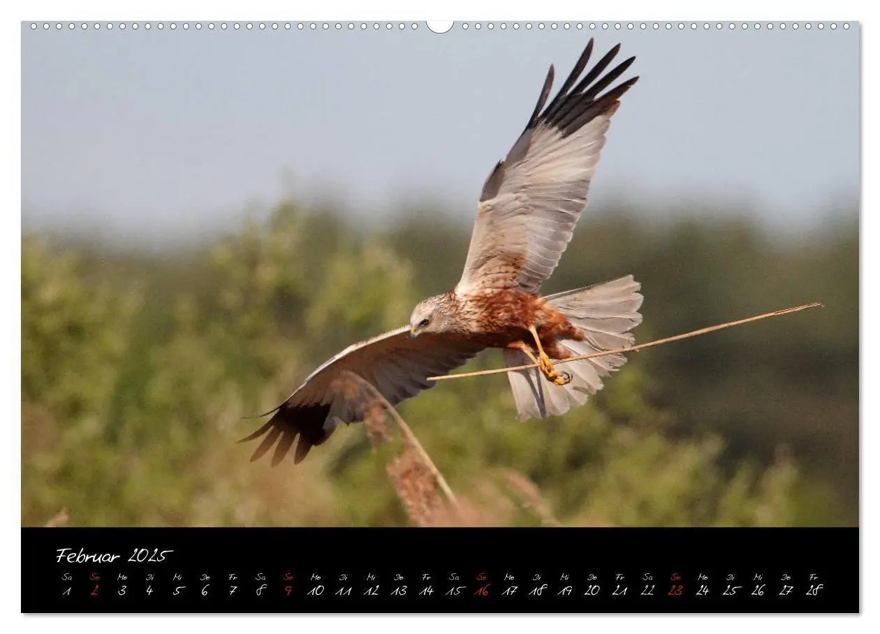 Bild: 9783435719105 | Heimische Eulen und Greife (Wandkalender 2025 DIN A2 quer),...