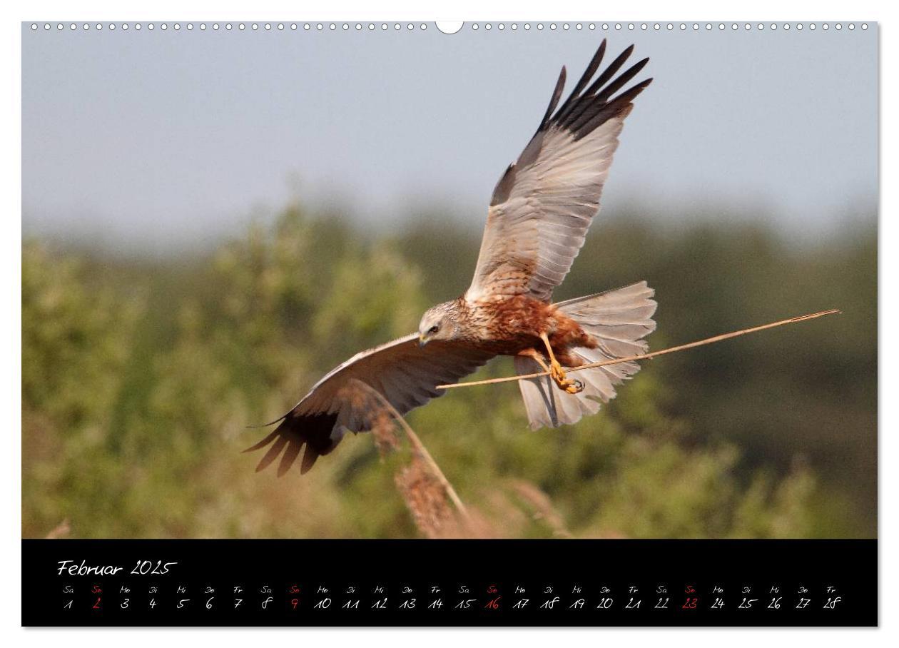Bild: 9783435719105 | Heimische Eulen und Greife (Wandkalender 2025 DIN A2 quer),...