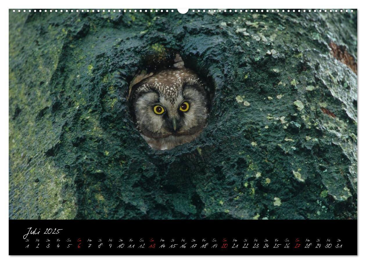 Bild: 9783435719105 | Heimische Eulen und Greife (Wandkalender 2025 DIN A2 quer),...