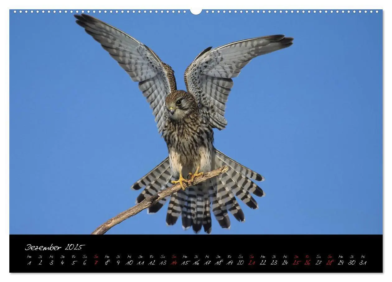 Bild: 9783435719105 | Heimische Eulen und Greife (Wandkalender 2025 DIN A2 quer),...