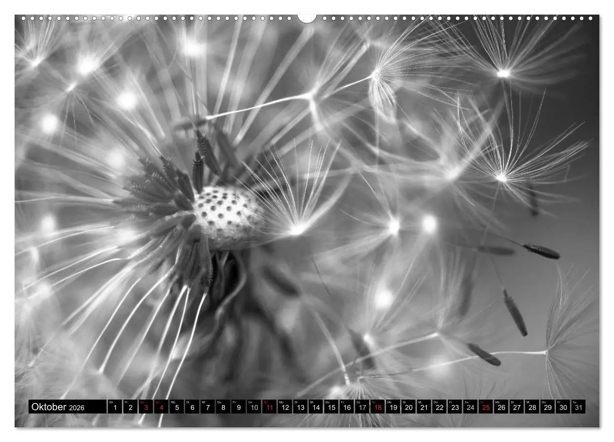 Bild: 9783516119305 | Pusteblume - Impressionen in schwarzweiß (hochwertiger Premium...