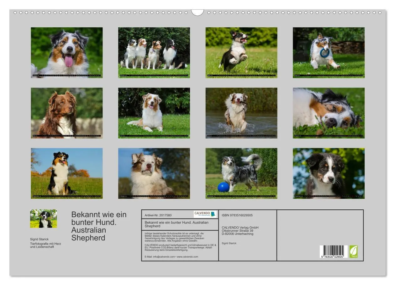 Bild: 9783516029505 | Bekannt wie ein bunter Hund. Australian Shepherd (Wandkalender 2026...