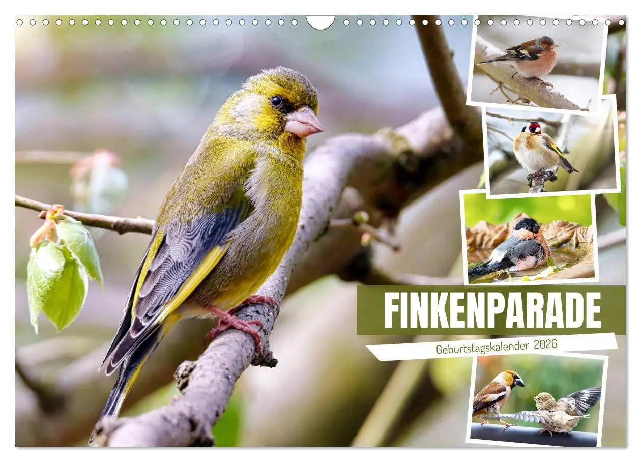 Cover: 9783457529805 | Finkenparade (Wandkalender 2026 DIN A3 quer), CALVENDO Monatskalender
