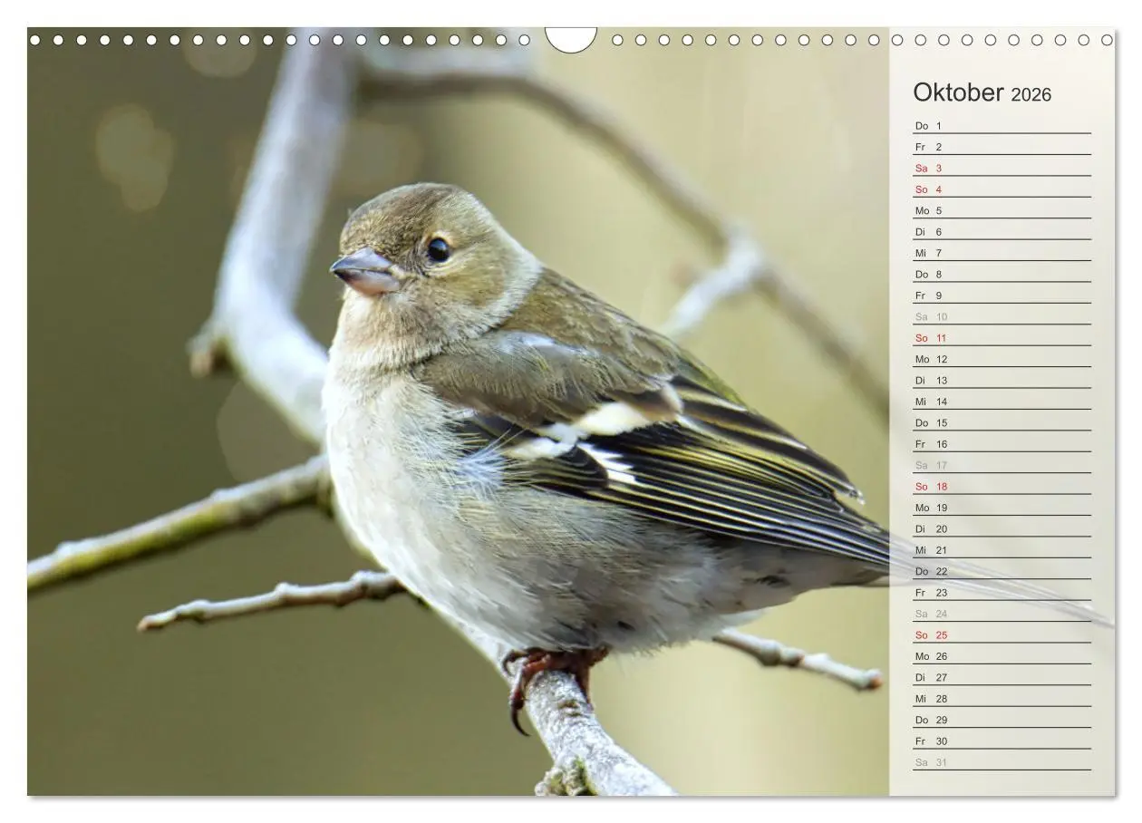 Bild: 9783457529805 | Finkenparade (Wandkalender 2026 DIN A3 quer), CALVENDO Monatskalender