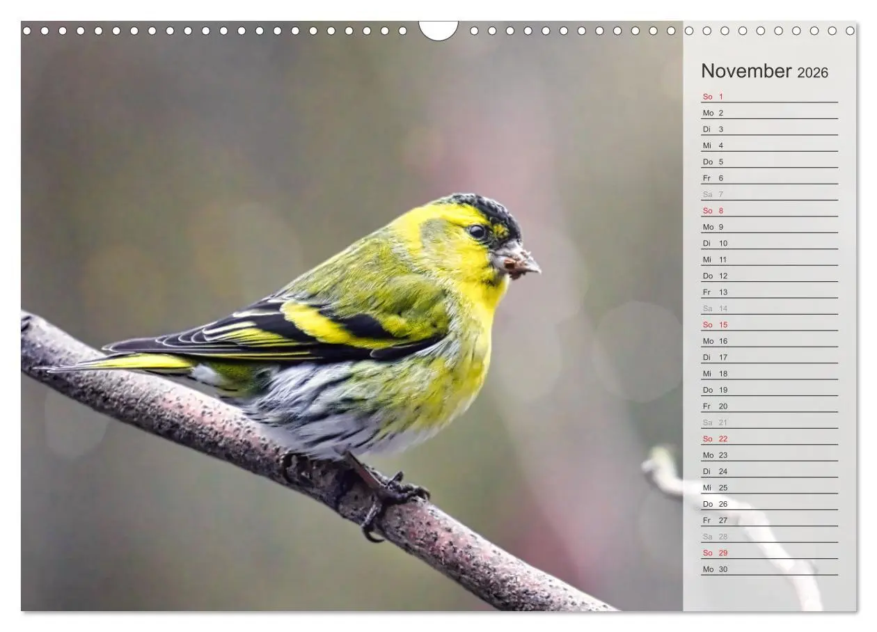 Bild: 9783457529805 | Finkenparade (Wandkalender 2026 DIN A3 quer), CALVENDO Monatskalender
