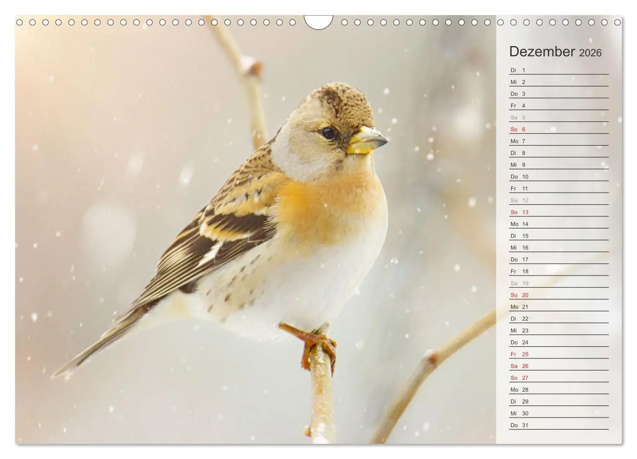 Bild: 9783457529805 | Finkenparade (Wandkalender 2026 DIN A3 quer), CALVENDO Monatskalender