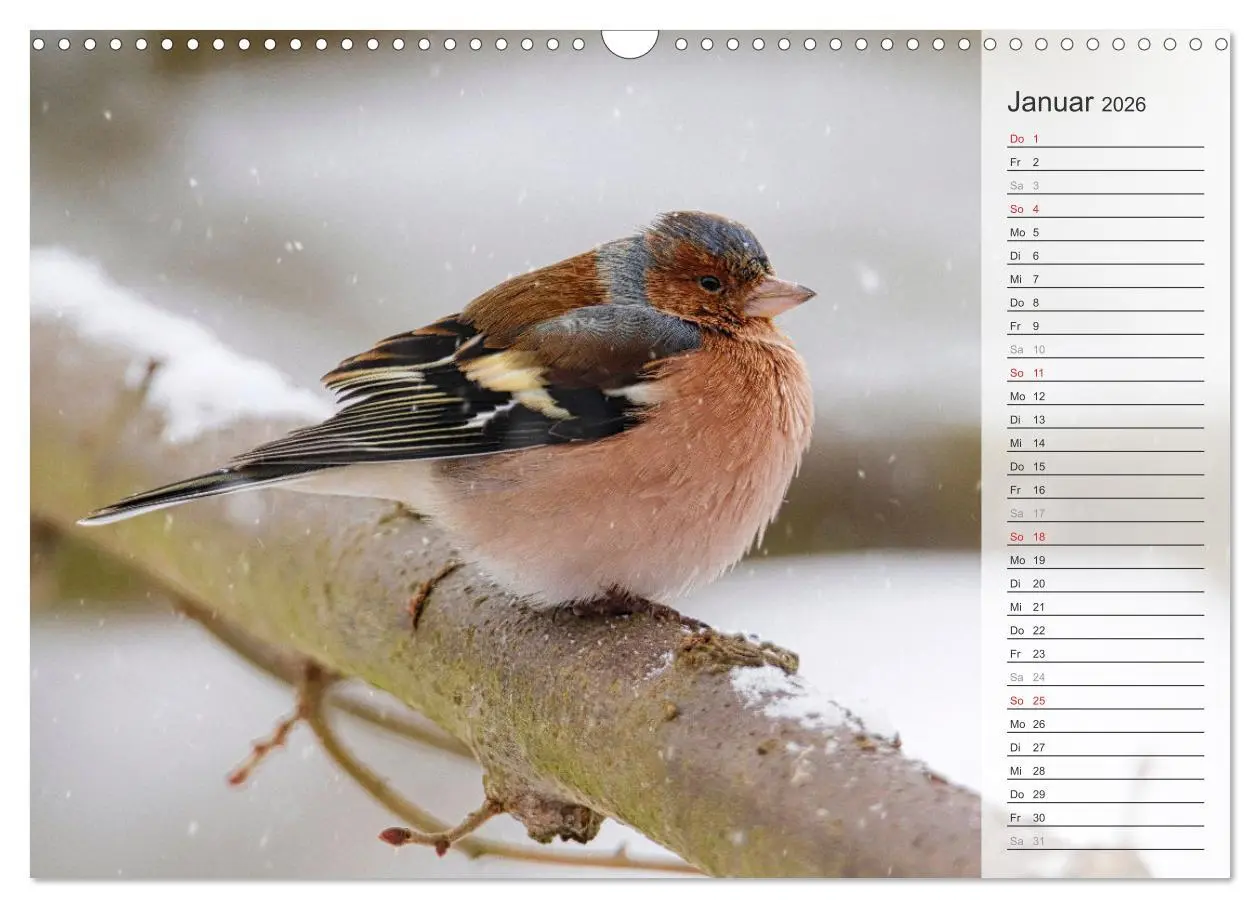 Bild: 9783457529805 | Finkenparade (Wandkalender 2026 DIN A3 quer), CALVENDO Monatskalender