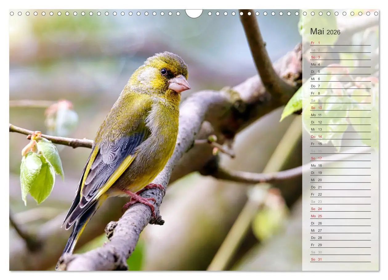 Bild: 9783457529805 | Finkenparade (Wandkalender 2026 DIN A3 quer), CALVENDO Monatskalender