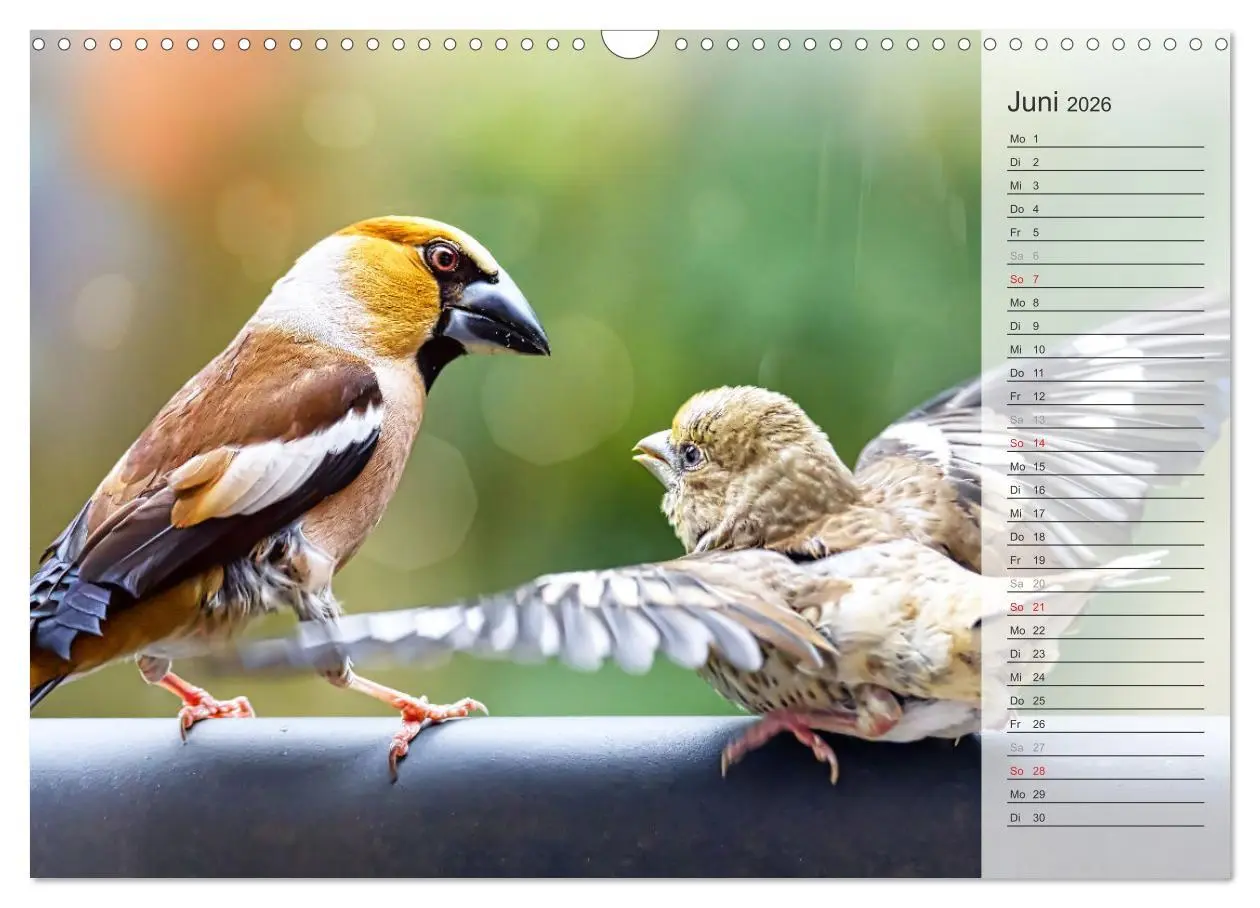 Bild: 9783457529805 | Finkenparade (Wandkalender 2026 DIN A3 quer), CALVENDO Monatskalender