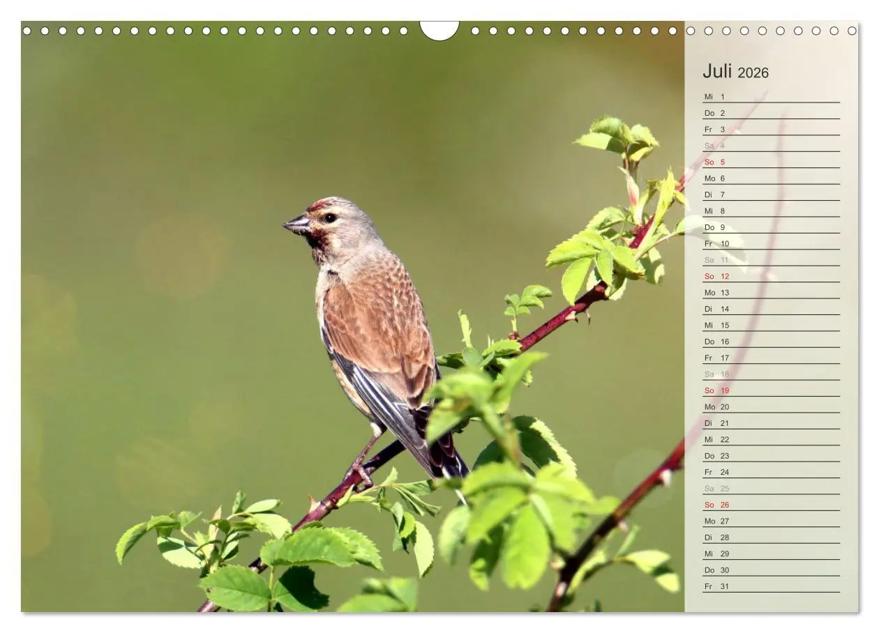 Bild: 9783457529805 | Finkenparade (Wandkalender 2026 DIN A3 quer), CALVENDO Monatskalender