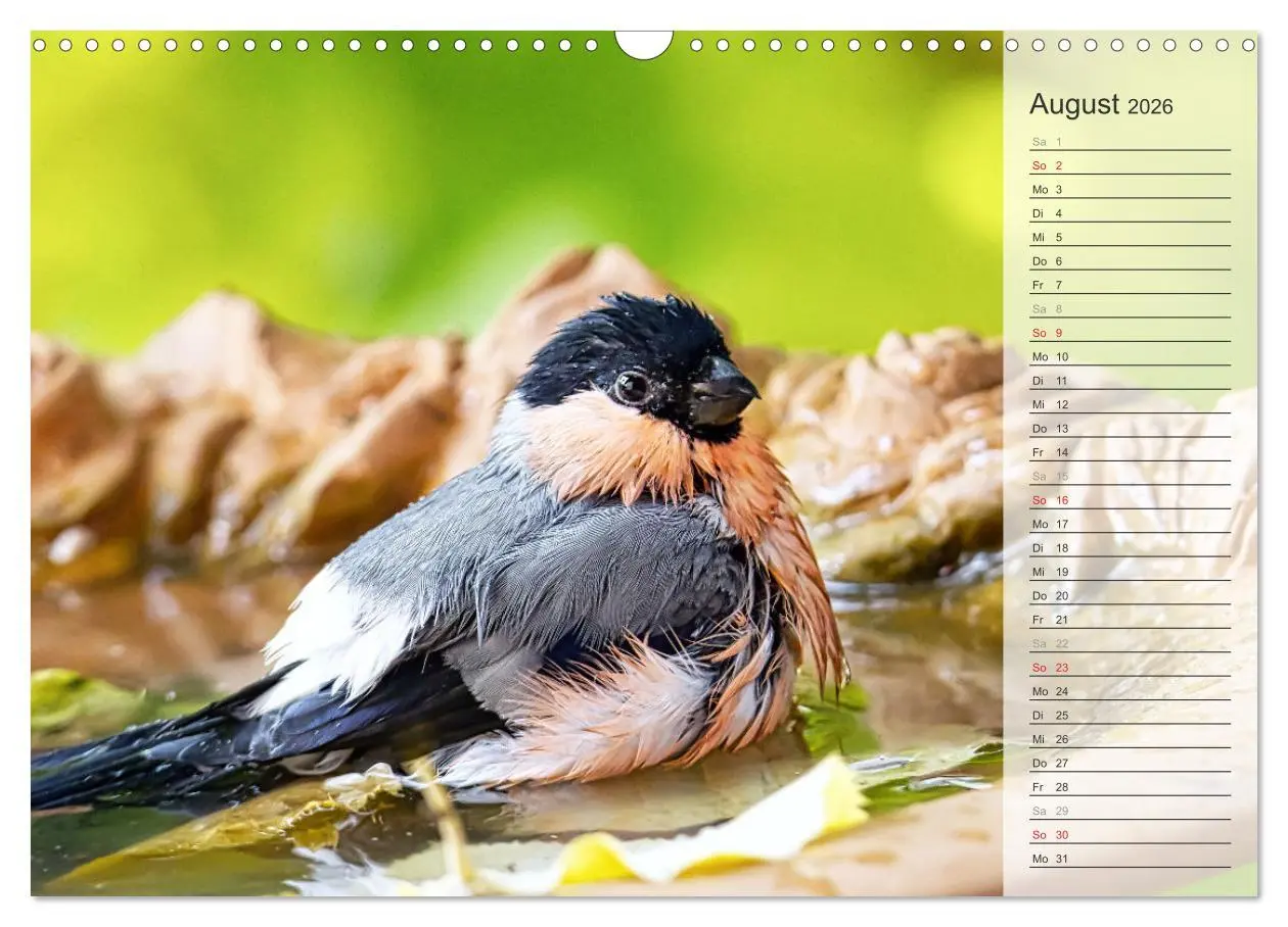 Bild: 9783457529805 | Finkenparade (Wandkalender 2026 DIN A3 quer), CALVENDO Monatskalender