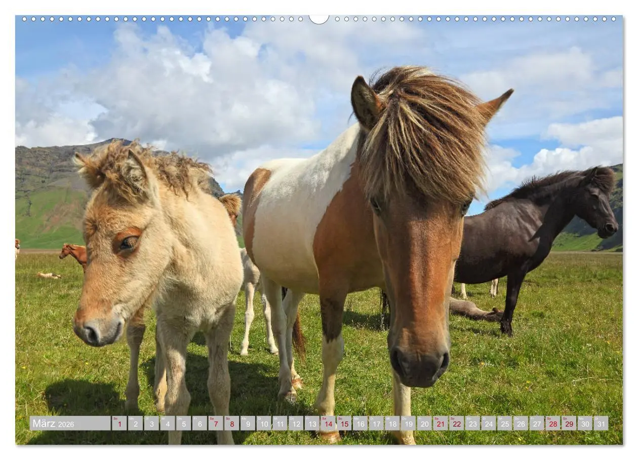 Bild: 9783457699805 | Islandpferde - Die tierischen Stars der Insel (hochwertiger Premium...