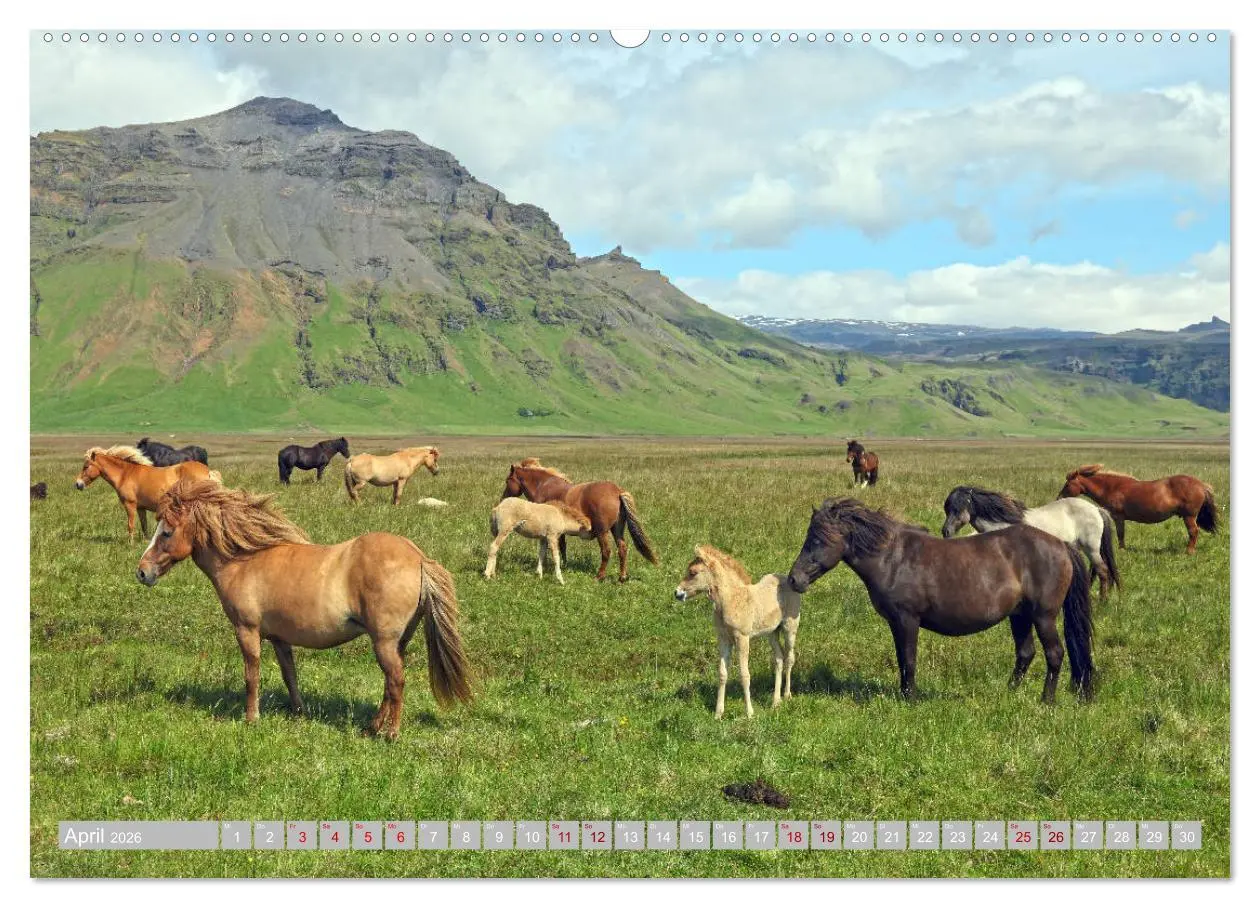 Bild: 9783457699805 | Islandpferde - Die tierischen Stars der Insel (hochwertiger Premium...