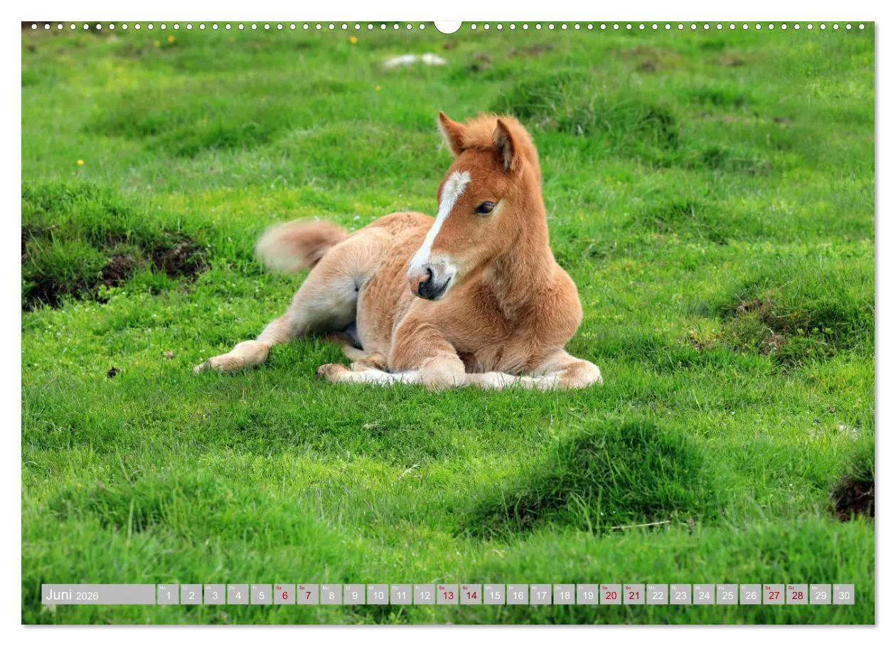 Bild: 9783457699805 | Islandpferde - Die tierischen Stars der Insel (hochwertiger Premium...